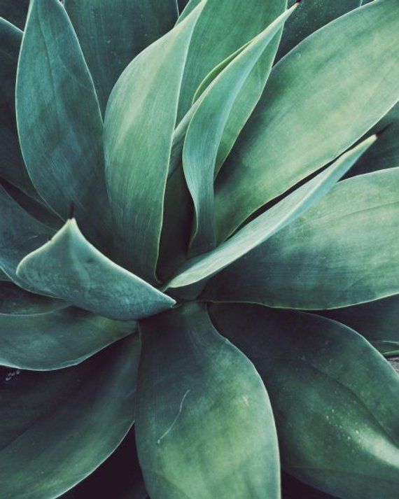 Botanical Photography, Green Agave Print, Plant Leaves Art, Desert Wall Art, Nature Photography, Cactus Southwest Style Decor // Green Agave -   14 planting Photography print ideas