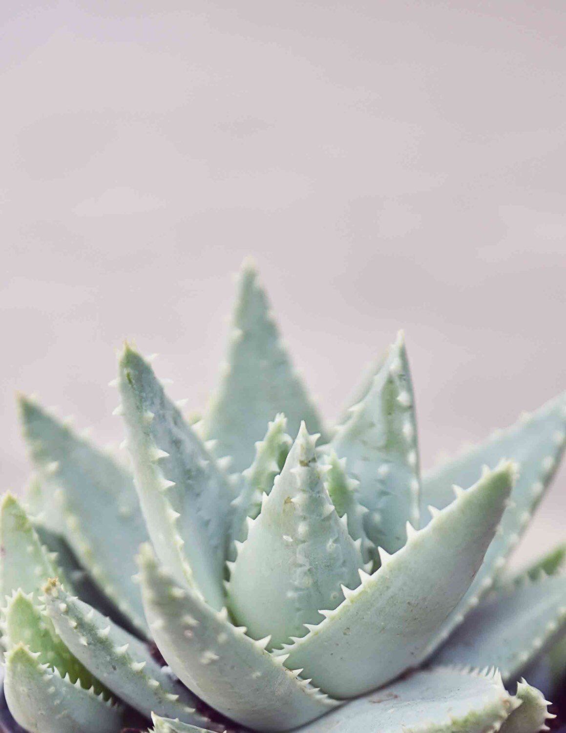 Succulent Art Photography Print - Pastel, Boho, Pale, Light Green, Cactus, Plant, Botanical, Nature Image -   14 planting Photography print ideas