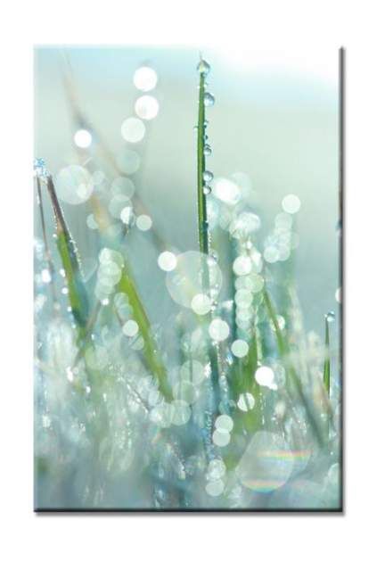 Plants photography nature dew drops 25 Ideas -   14 planting Photography print ideas