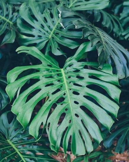 33 trendy plants photography monstera -   14 planting Photography print ideas