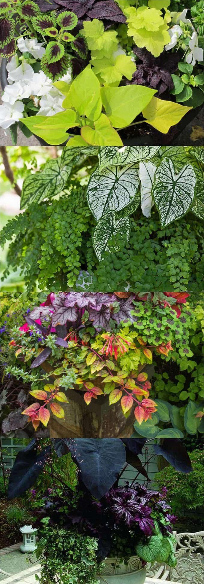16 Colorful Shade Garden Pots and Plant Lists -   19 plants Beautiful pots ideas