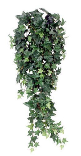 Ivy Plant Mica Decorations -   4 plants Png top ideas