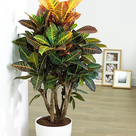 Croton 'Petra' Plant -   7 plants Office middle ideas