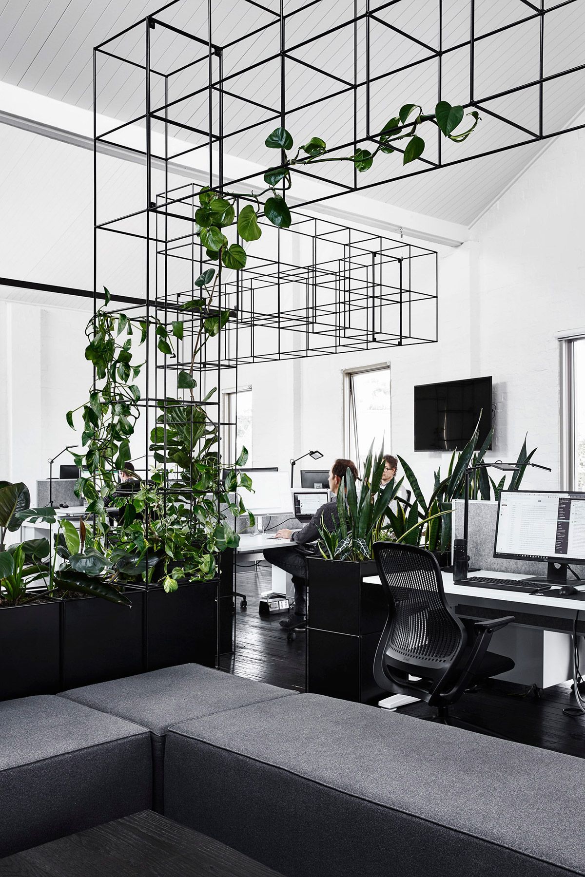 7 plants Office middle ideas