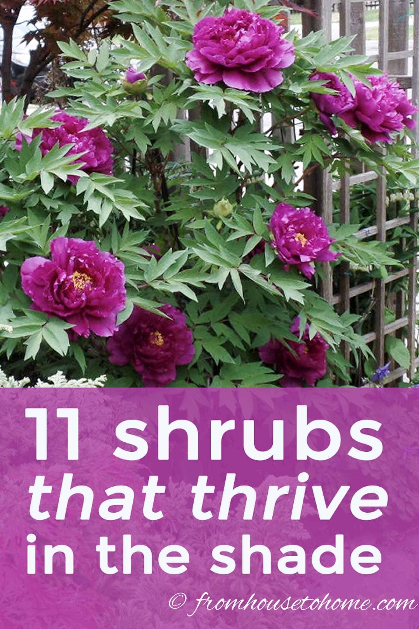 Shade Loving Shrubs: 11 Beautiful Bushes To Plant Under Trees -   11 garden design Patio summer ideas