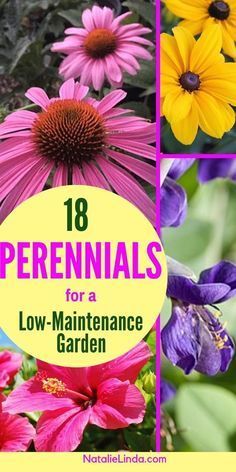 18 Low Maintenance Perennials -   11 garden design Patio summer ideas