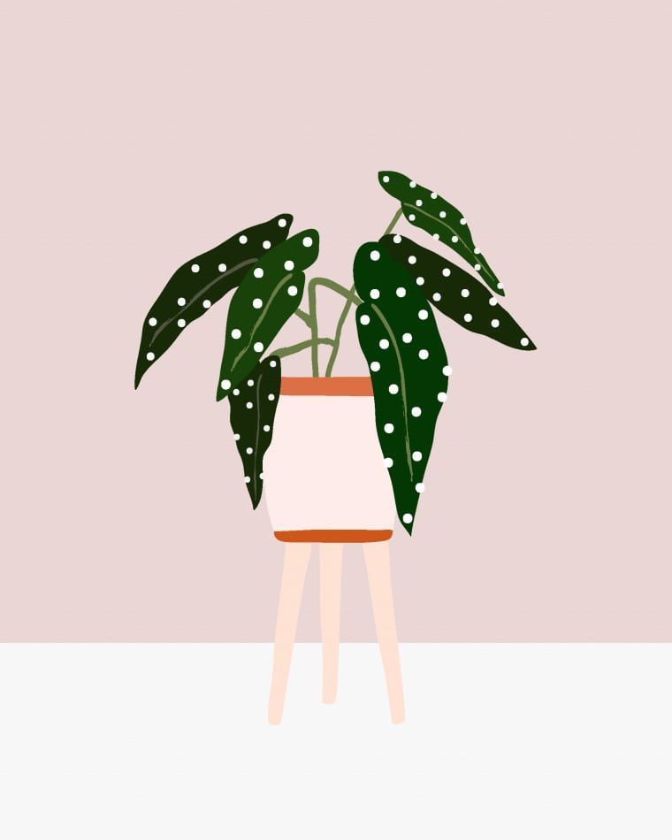 What To Know Before Buying Plants Online (& Where to Get Them) -   11 planting House illustration ideas