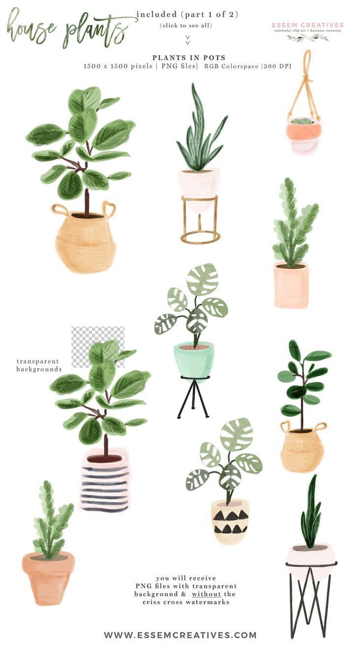 Watercolor House Plants Clip Art, Indoor Plants Potted Plant Clipart, Cactus Succulent, Ceramic Planter Fiddle Leaf Fig Monstera Rubber tree -   11 planting House illustration ideas