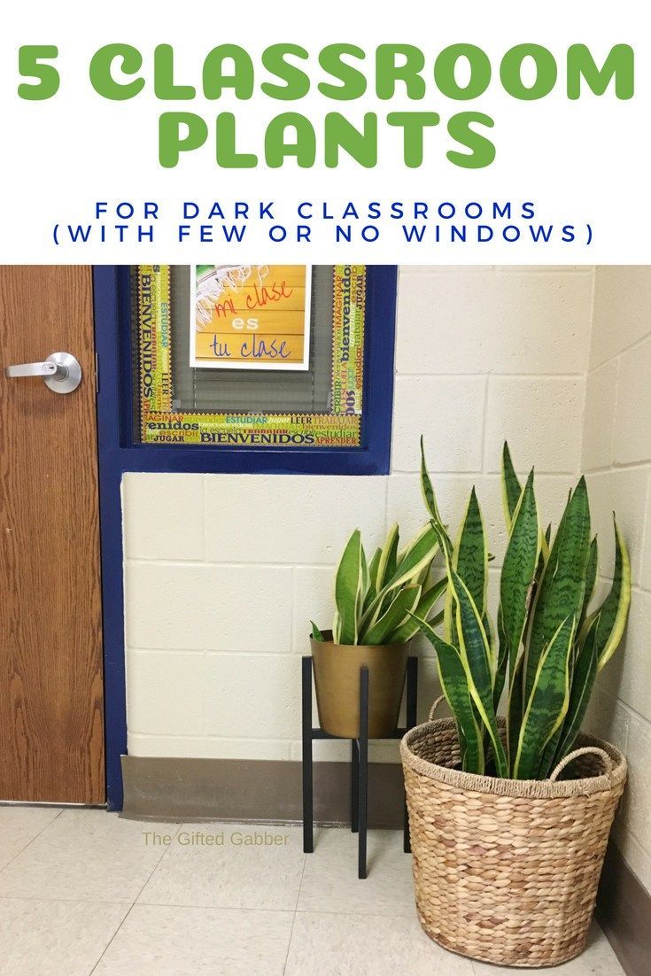 Best Plants for a Dark Classroom or Office – The Gifted Gabber -   11 planting Office decor ideas