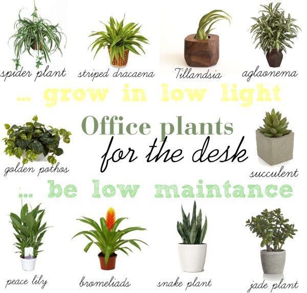 10 Low light & low maintenance plants for office desk -   11 planting Office decor ideas