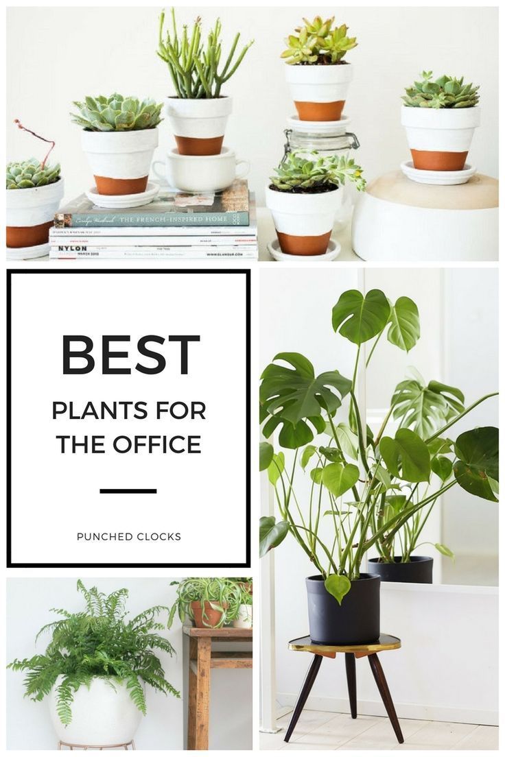 11 planting Office decor ideas