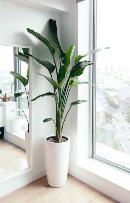 New home office corner plants ideas -   11 plants Decor corner ideas