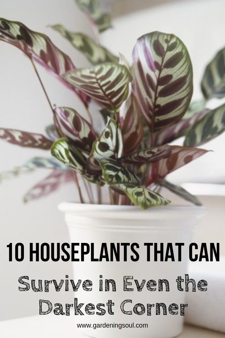 10 Houseplants That Can Survive in Even the Darkest Corner -   11 plants Decor corner ideas