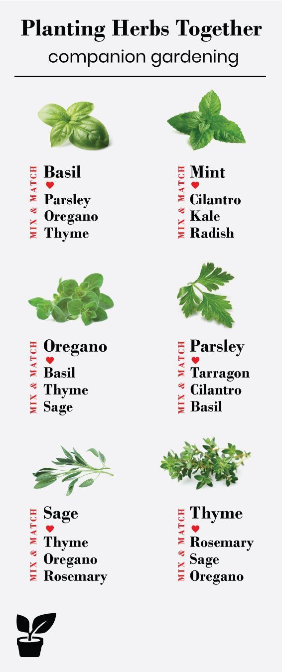 what herbs grow well together? - companion planting herbs -   13 planting Garden boxes ideas