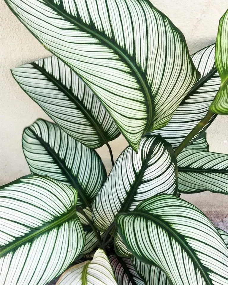 вњ”the 67 good indoor plants for minimalist homes you can get for inspire 33 -   14 planting DIY friends ideas