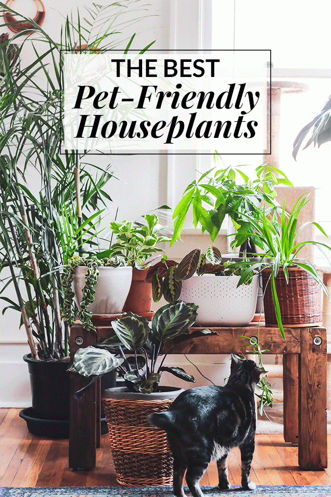 The Best Pet Friendly Houseplants -   14 planting DIY friends ideas