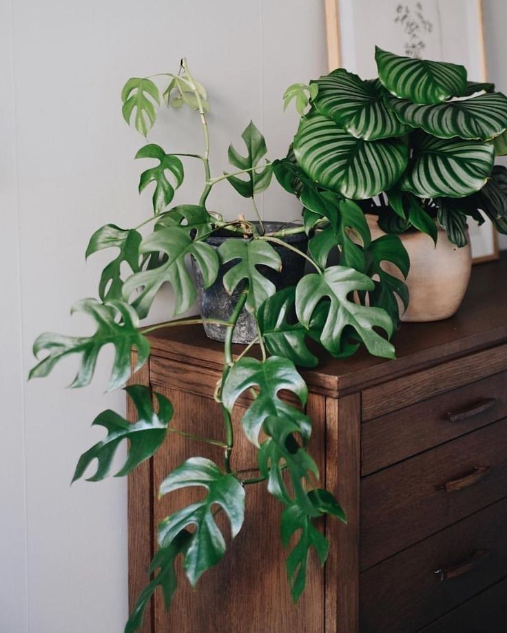 20 stunning indoor decorative plants to bring freshness 8 -   14 planting DIY friends ideas