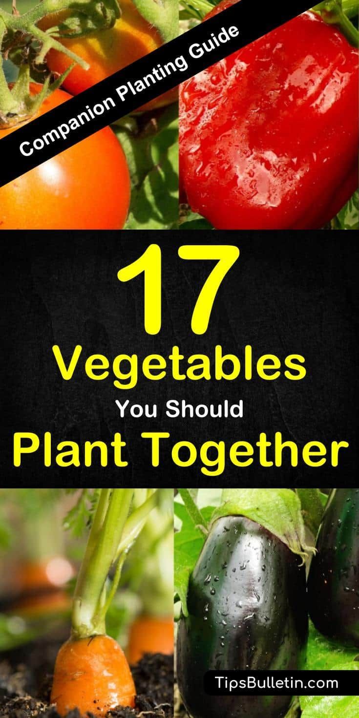 Companion Planting Guide - 17 Vegetables You Should Plant Together -   14 planting DIY friends ideas