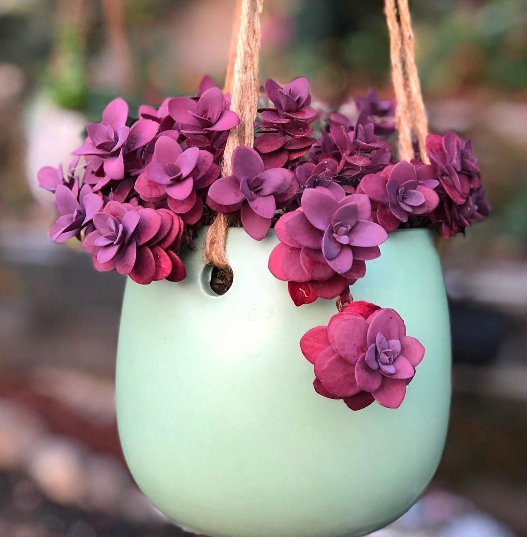 60 Gorgeous DIY Succulent Fairy Garden Ideas -   14 planting DIY friends ideas