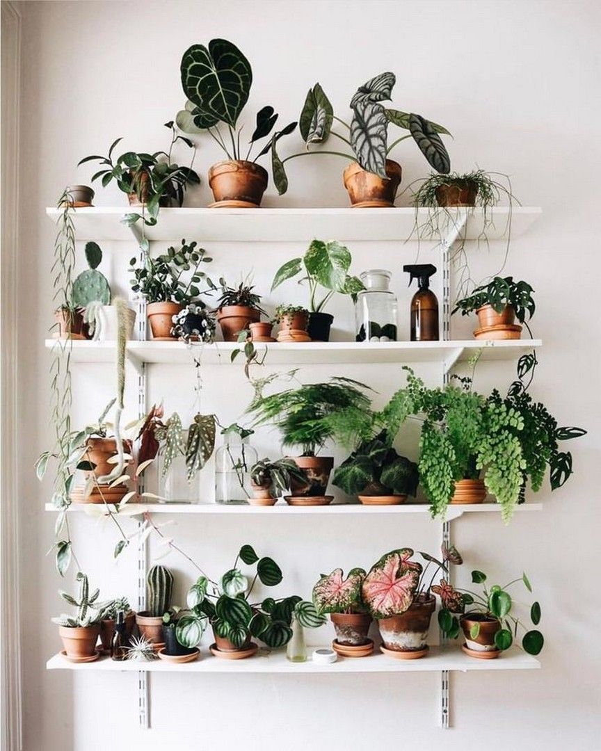 19 Houseplants that Can Survive Urban Apartments -   14 plants Room budget ideas