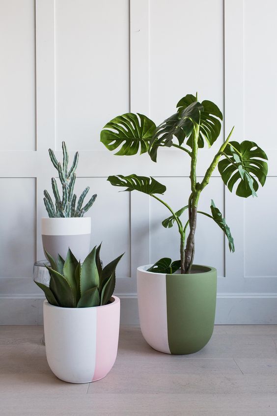 14 plants Room budget ideas