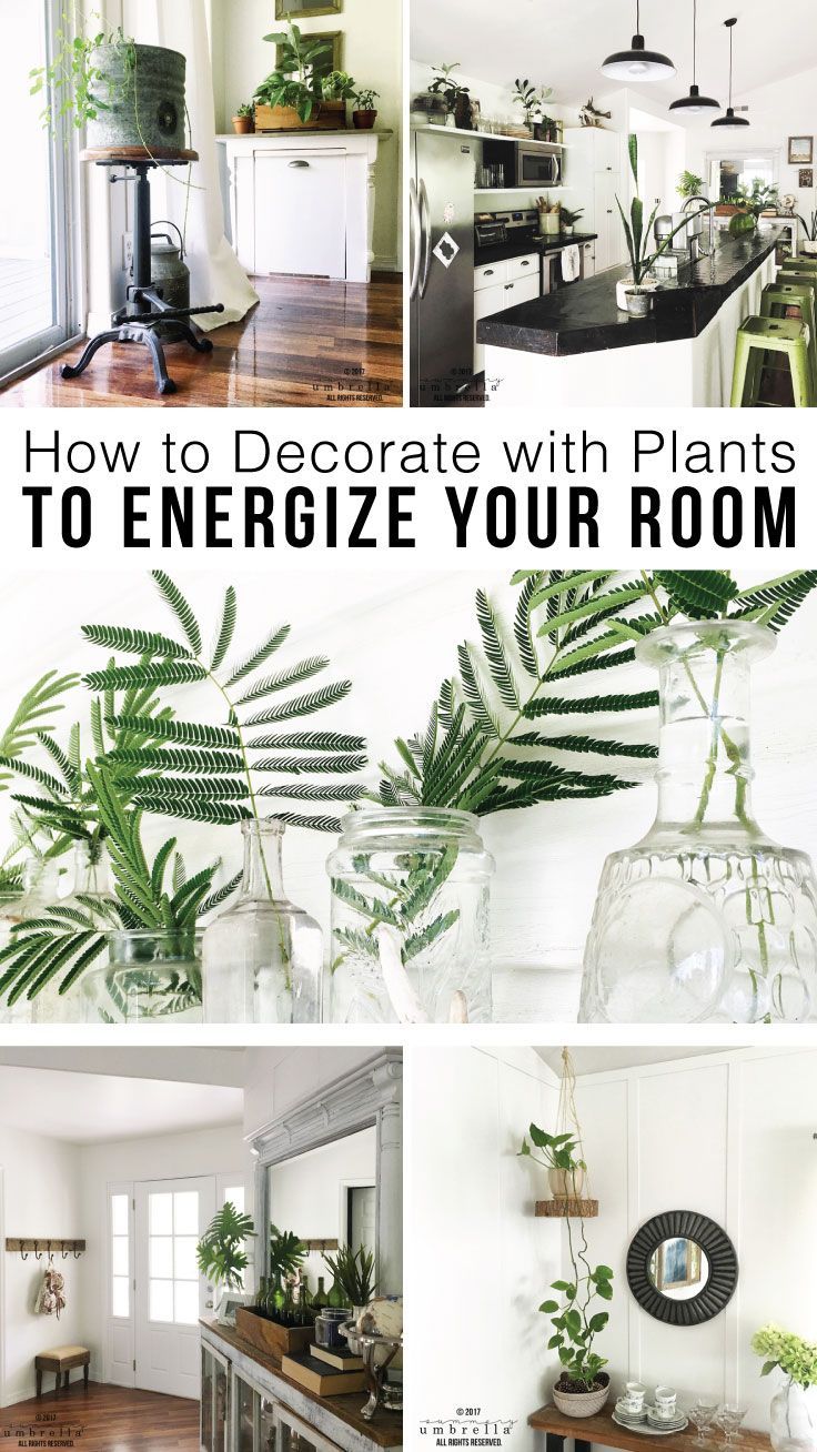14 plants Room budget ideas