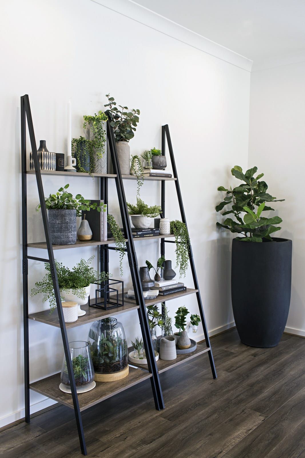 14 plants Room budget ideas