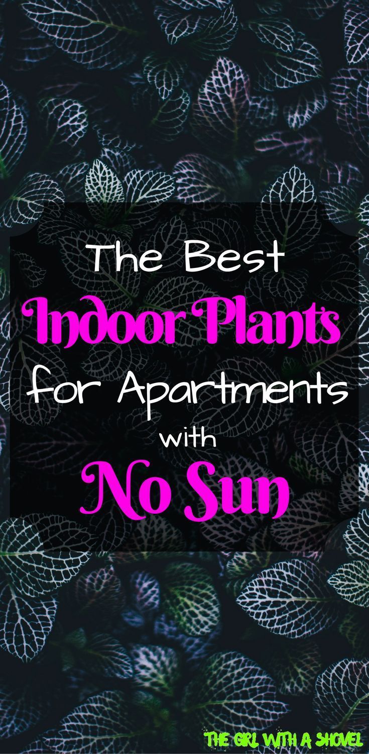 Best Plants for Dark Apartments -   15 indoor planting Logo ideas