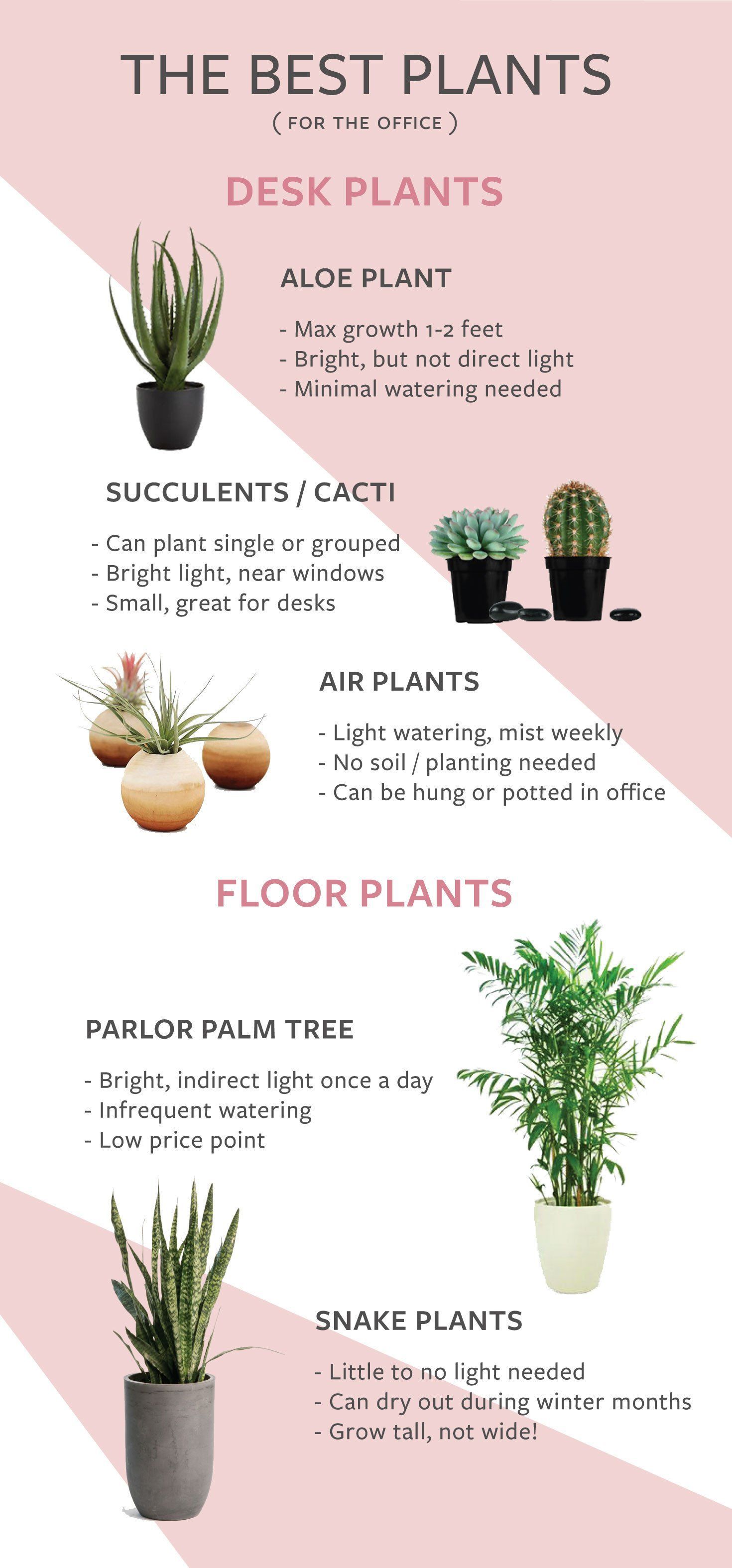 The Best Indoor Plants for the Office -   15 indoor planting Logo ideas