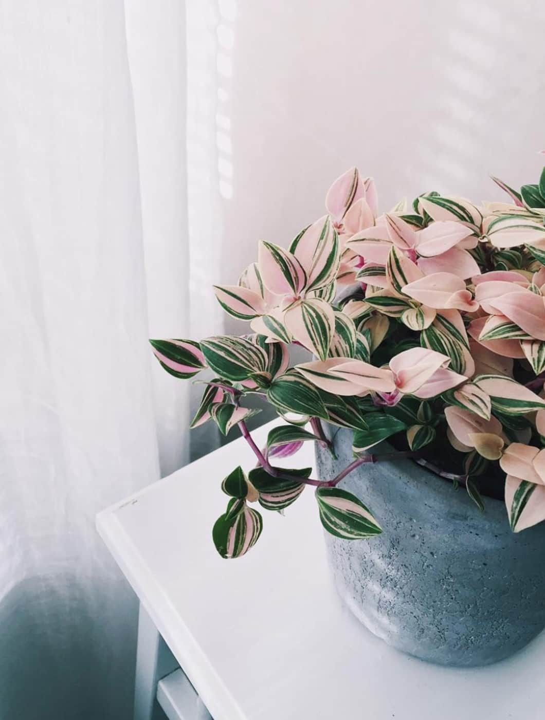 Yes, They're Real: 7 Stunning House Plants That Are Actually Pink -   15 indoor planting Logo ideas