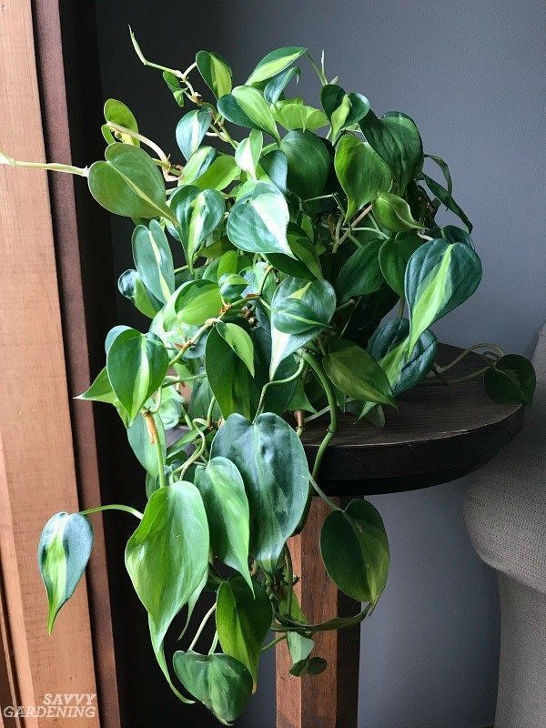 Apartment Plants: 15 of the Best Houseplants for Apartment Living -   15 plants Small green ideas