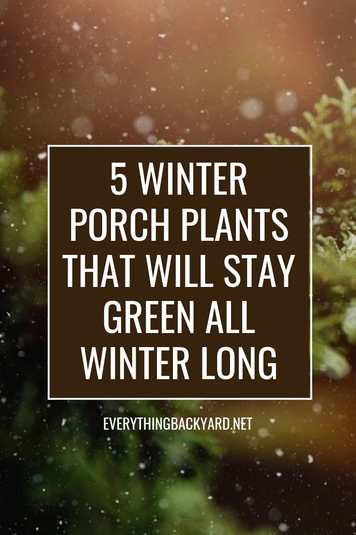 5 Winter Porch Plants That Will Stay Green All Winter Long -   15 plants Small green ideas