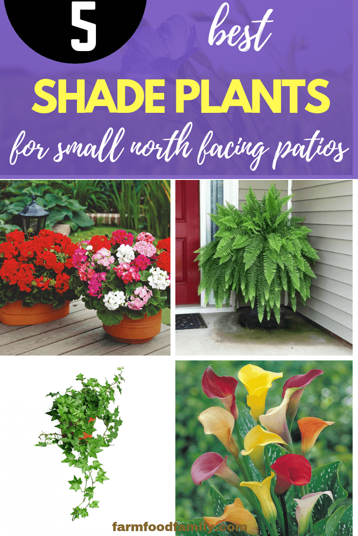 5 Best Shade Plants for Small North Facing Patios -   15 plants Small green ideas