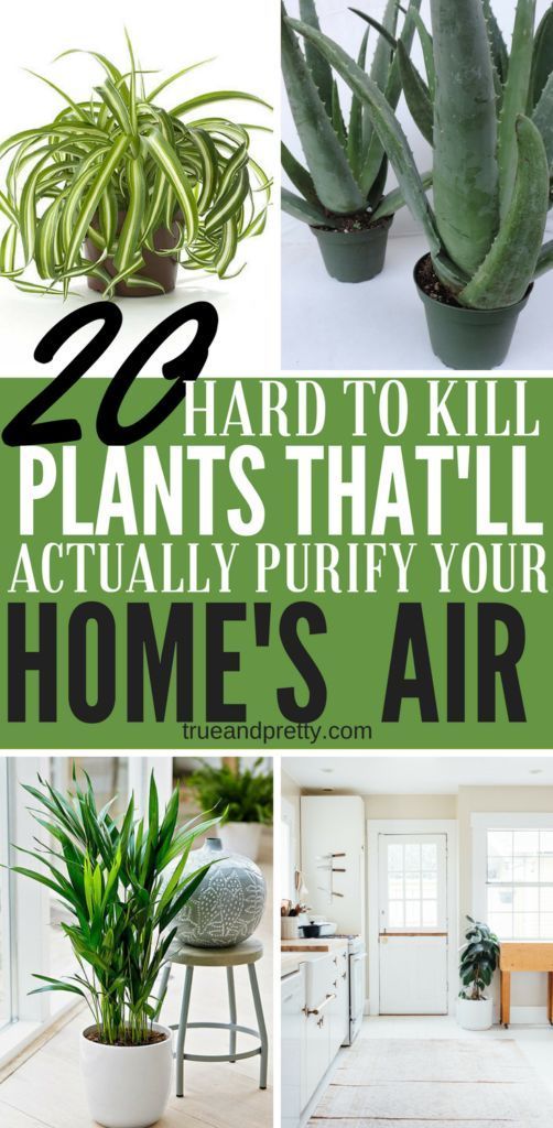 20 Air Purifying Plants You Need In Your Home That'll Be Hard To Kill -   15 plants Small green ideas