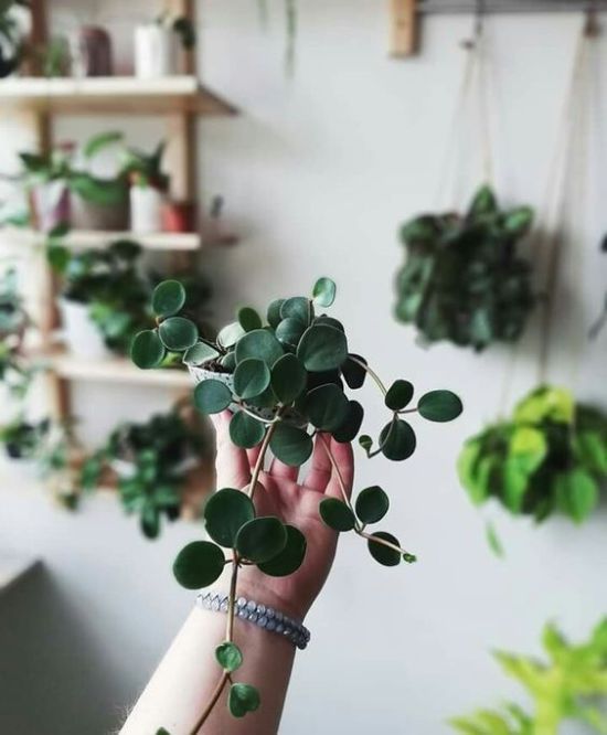 10 Tiny Plants For Small Spaces -   15 plants Small green ideas