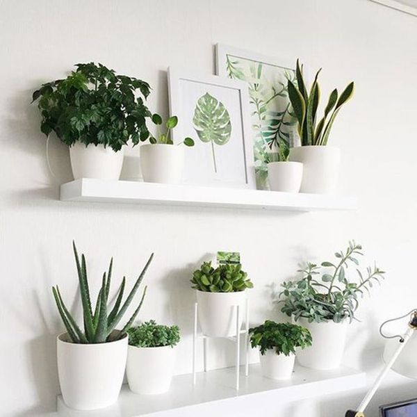39 Creative Indoor Plants Design On a Budget -   17 plants design on wall ideas