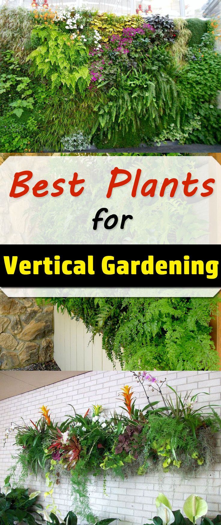 Best Plants For Vertical Garden -   17 plants design on wall ideas