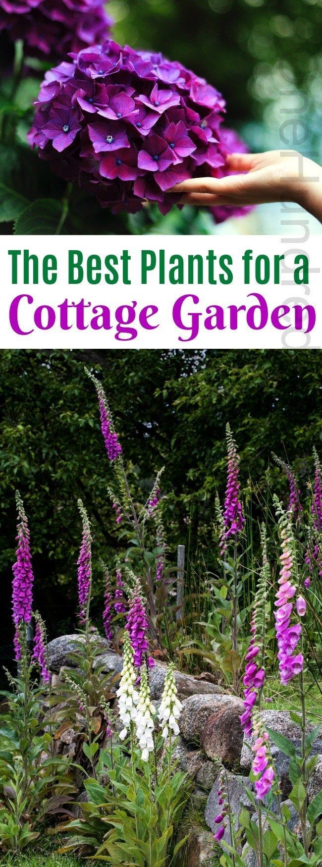 The Best Plants for a Cottage Garden -   18 plants Outdoor ideas