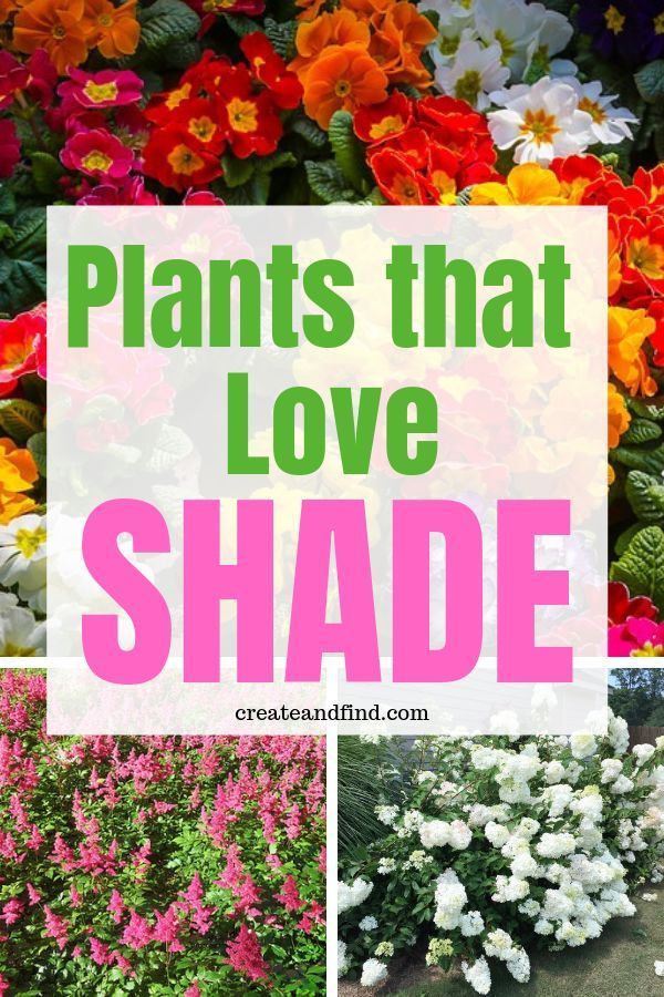 The 10 Best Plants that Grow in Shade -   18 plants Outdoor ideas
