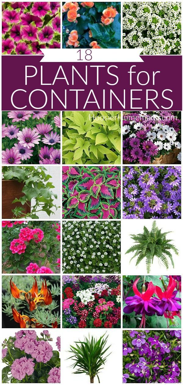 Plants for Containers -   18 plants Outdoor ideas