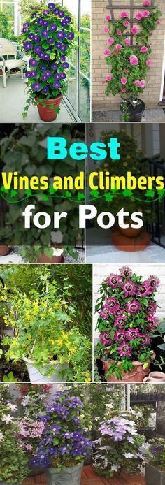 24 Best Vines for Containers -   18 plants Outdoor ideas