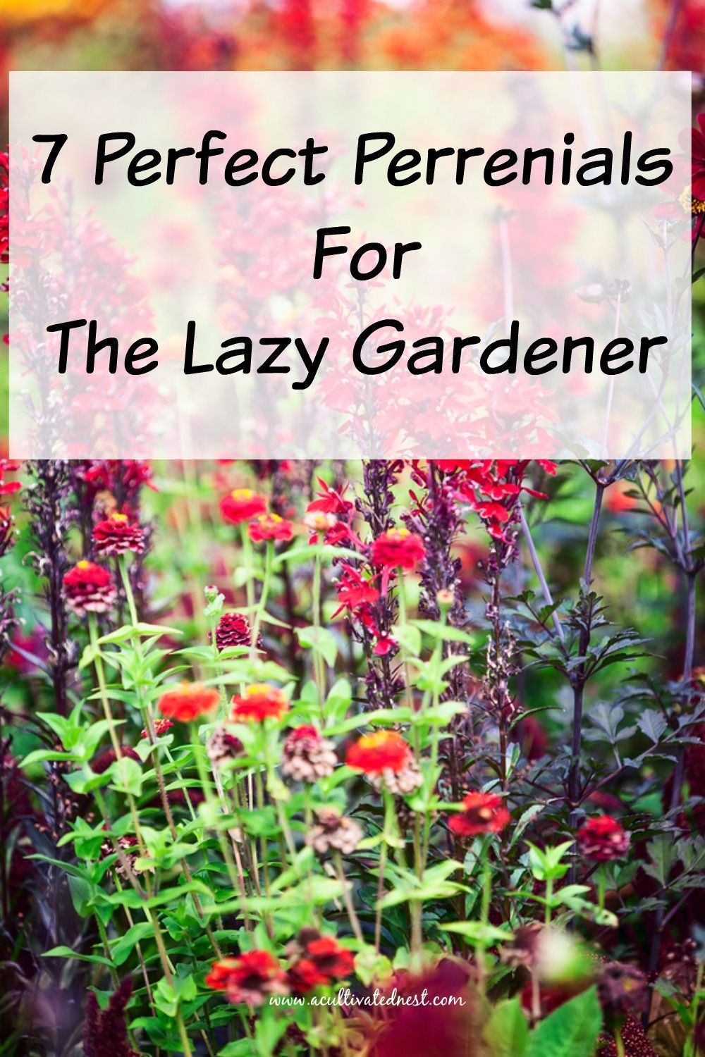 7 Perfect Perennials For The Lazy Gardener -   18 plants Outdoor ideas