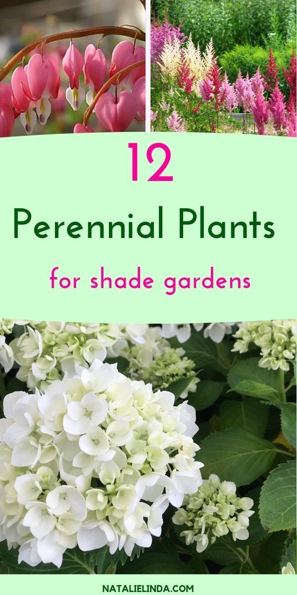 12 Shade Perennials that Will Beautify Sheltered Areas of Your Yard -   18 plants Outdoor ideas