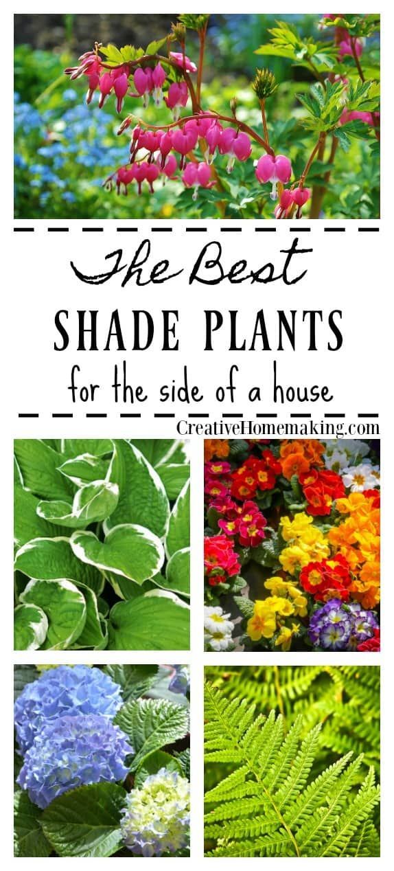 The Best Shade Plants for a Shady Side of a House -   18 plants Outdoor ideas