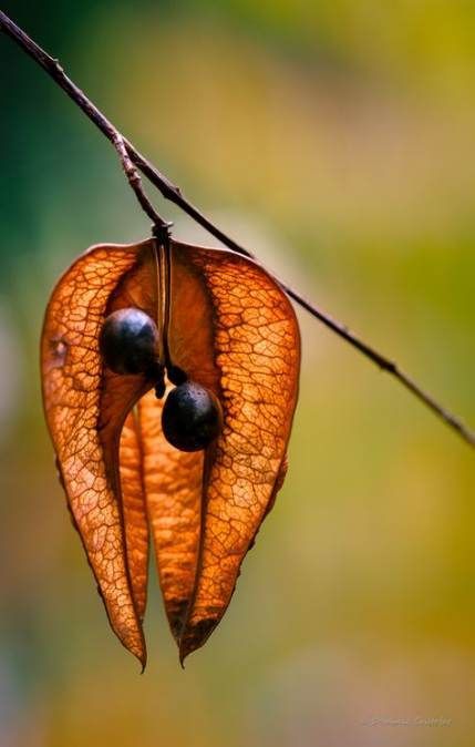 7 planting Art seed pods ideas