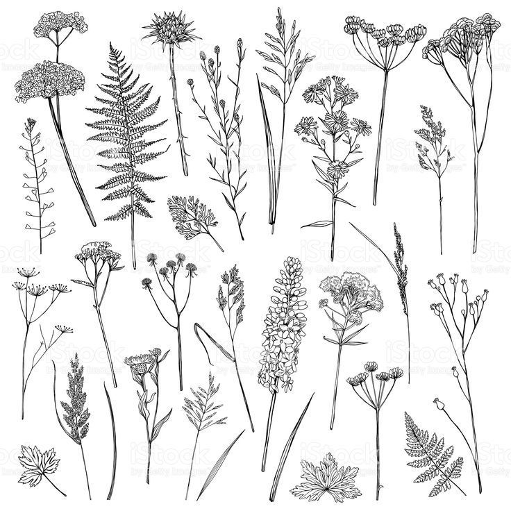 Set with wildflowers royalty-free stock vector art #tattoos -   8 planting Drawing sketch ideas