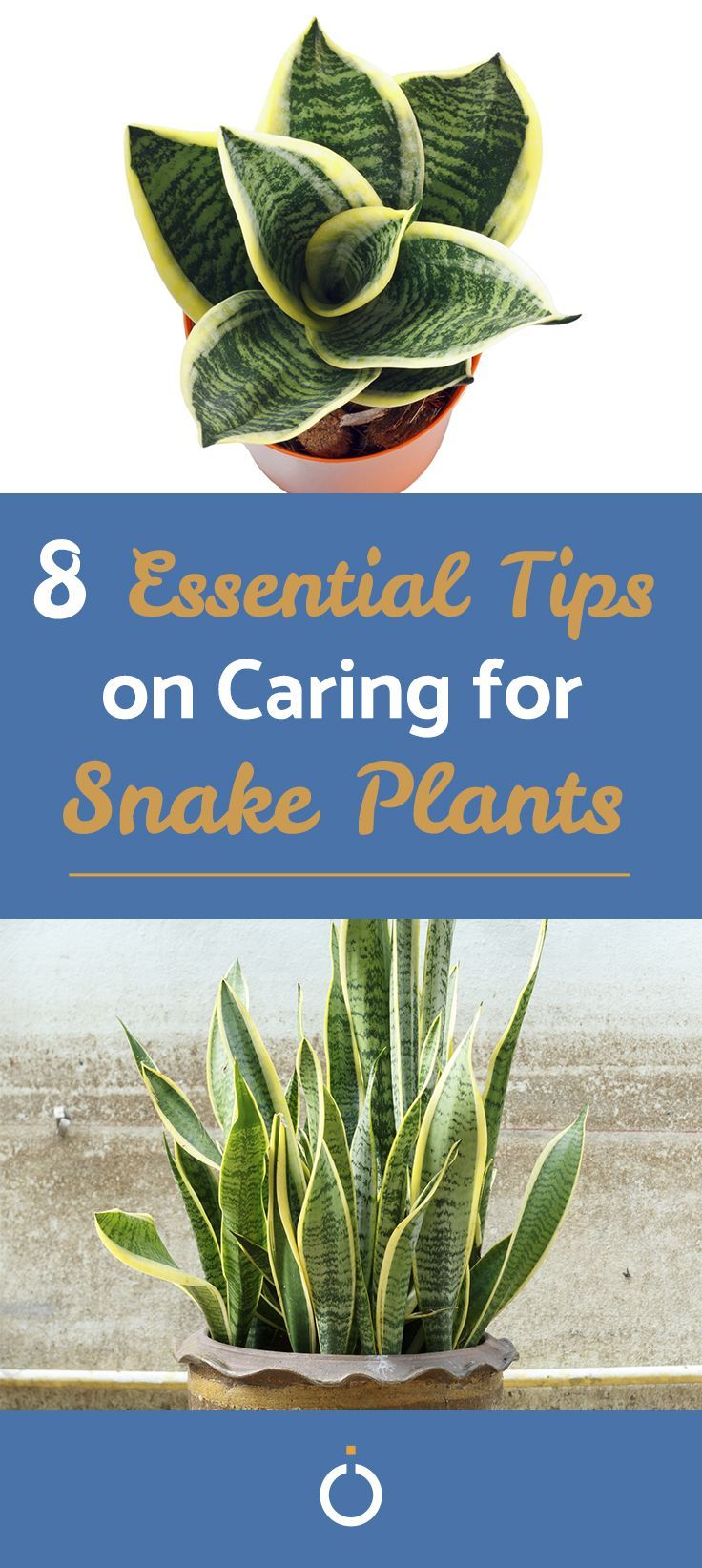 Potting and Growing SNAKE PLANTS -   9 plants Outdoor drawing ideas