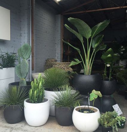 10 plants Potted terrasse ideas