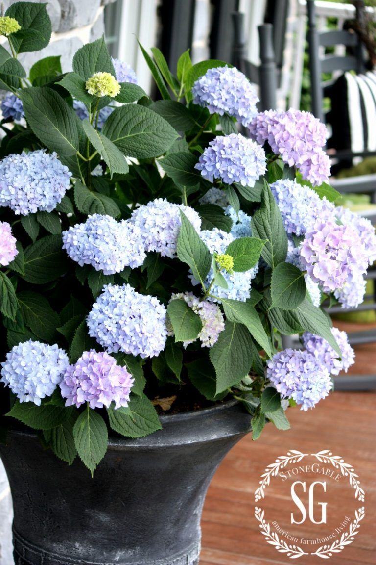 PLANTING HYDRANGEAS IN POTS AND URNS -   10 plants Potted terrasse ideas