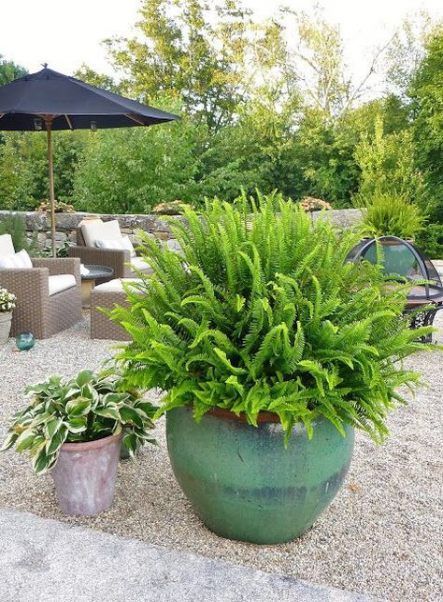 10 plants Potted terrasse ideas